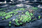 Olive Harvest Photos in Palestine